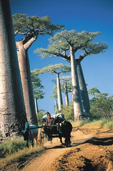 africa