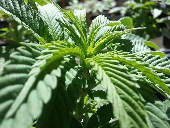 la marihuana cura