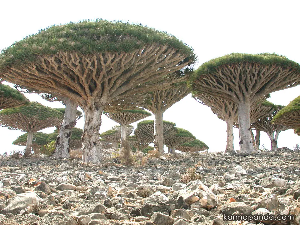 Los increíbles árboles de Socotra Islands