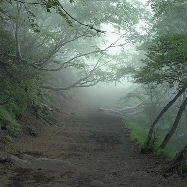 Aokigahara