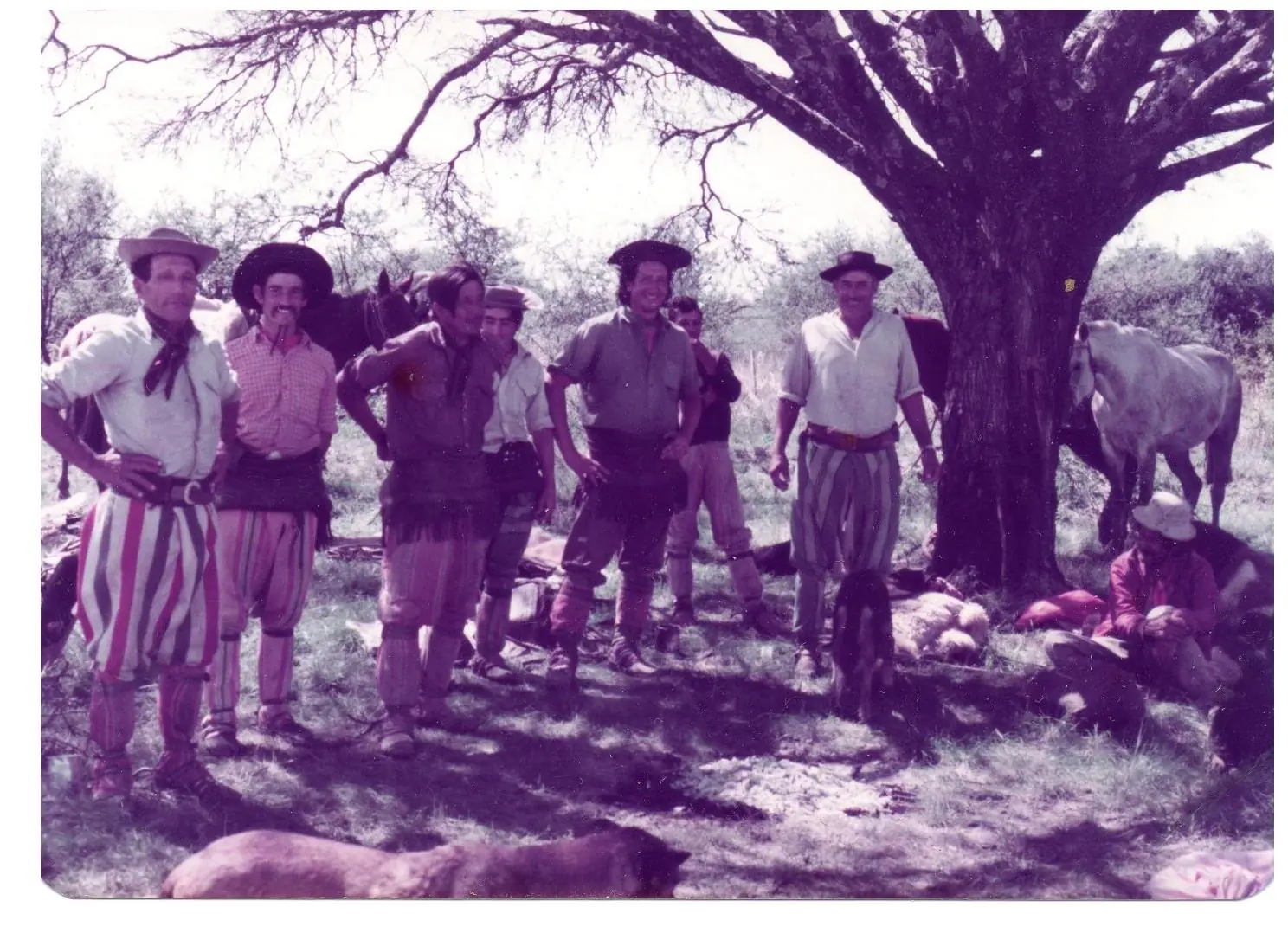 Gauchos