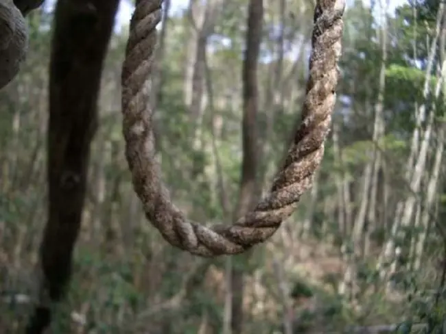 bosque Aokigahara