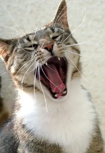 de