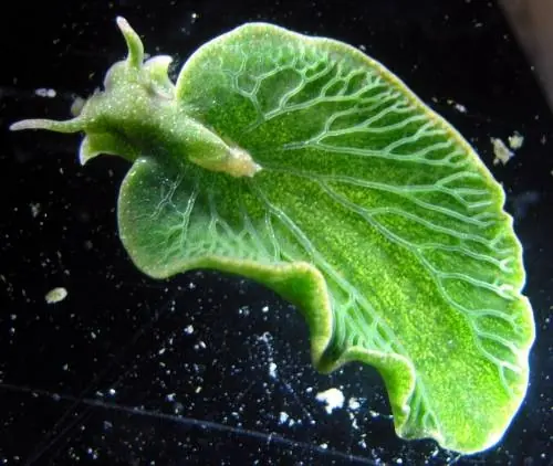 biologia