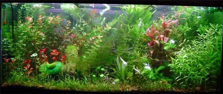 La Guía Máxima: Construye Tu Acuario Plantado