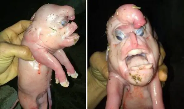 Nace un cerdo mutante - Humano con pene