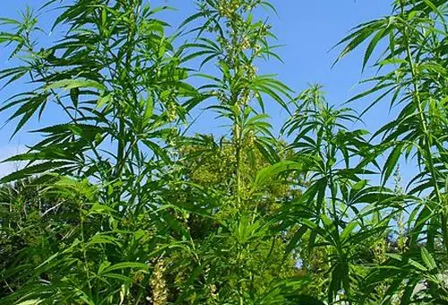 Fumatingas sin argumentos! 10 razones para NO legalizar
