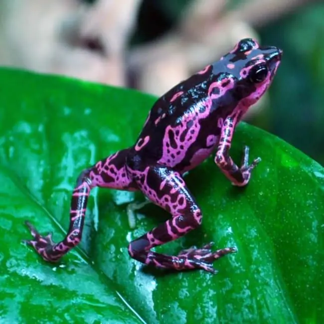 Mira a Estos 28 Animales Porque No Lo Volveras a Hacer
