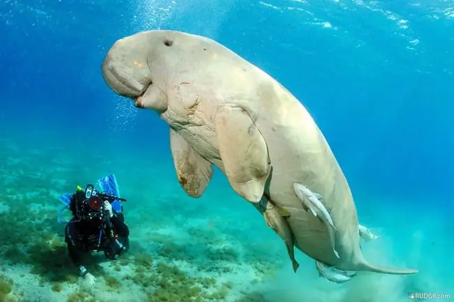 Mira a Estos 28 Animales Porque No Lo Volveras a Hacer