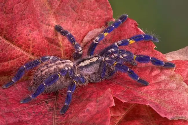 Mira a Estos 28 Animales Porque No Lo Volveras a Hacer