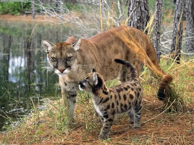 Mira a Estos 28 Animales Porque No Lo Volveras a Hacer