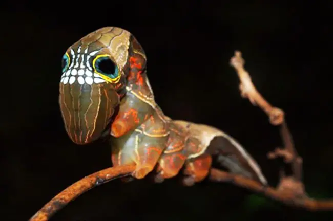 Mira a Estos 28 Animales Porque No Lo Volveras a Hacer