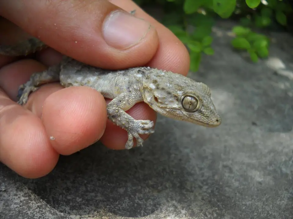 La invasion salamanquesa en Buenos Aires