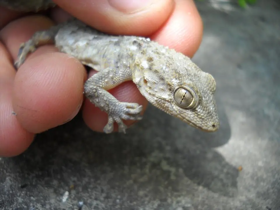reptiles