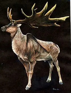 Animales