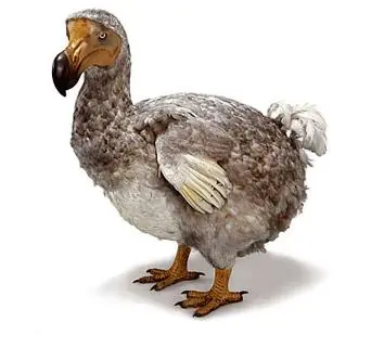 pajaro