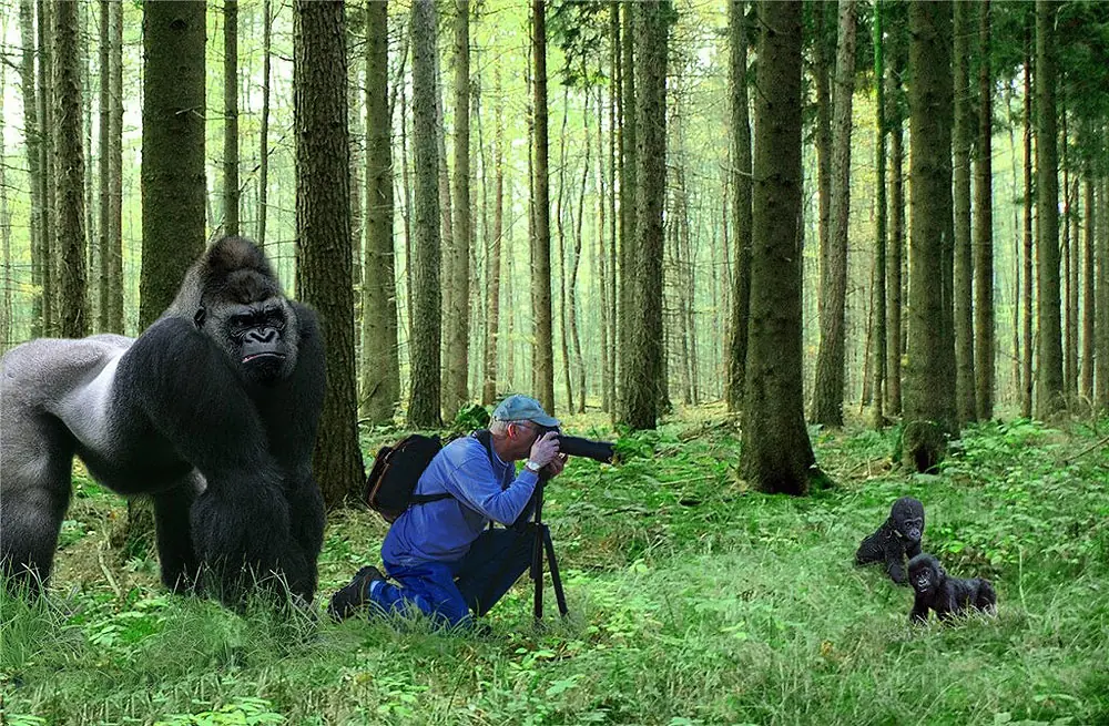 fotos