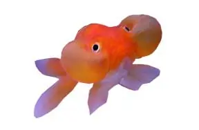 Megapost: Goldfish.
