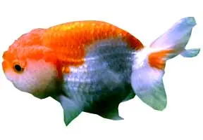 goldfish