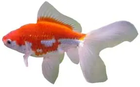 peces