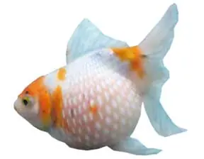 mascotas