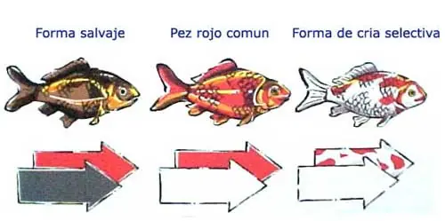 Megapost: Goldfish.