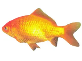 goldfish