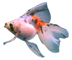 Megapost: Goldfish.