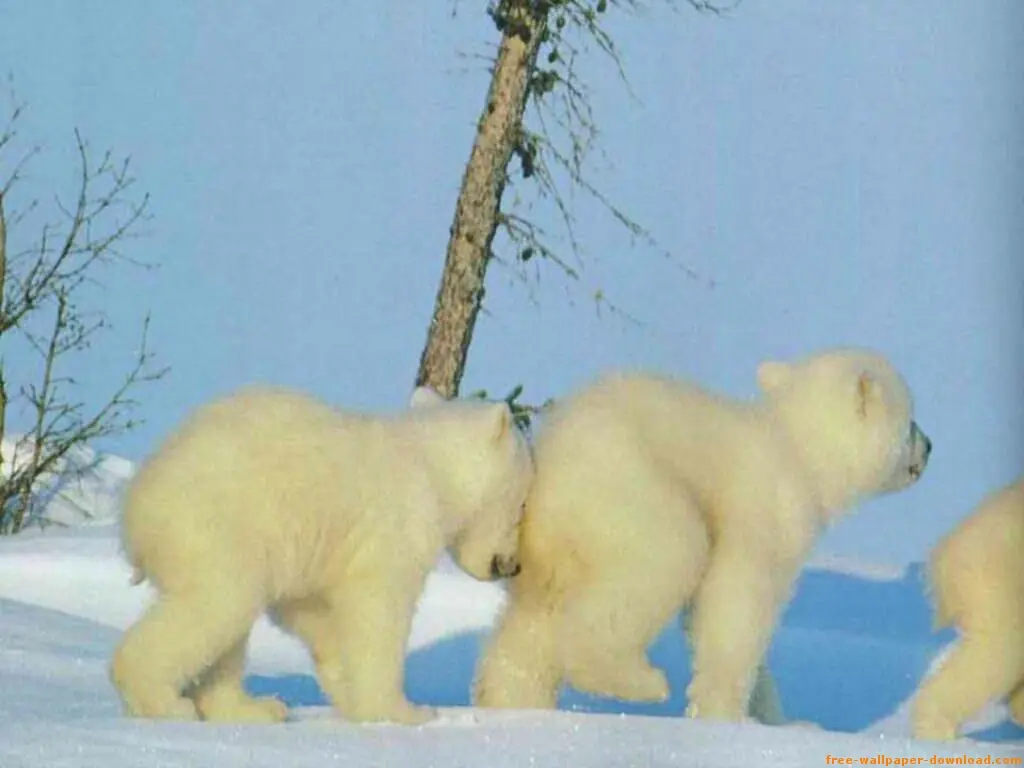 canada canada