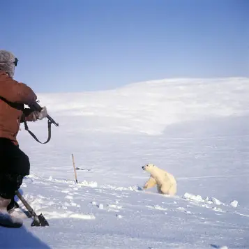 oso oso