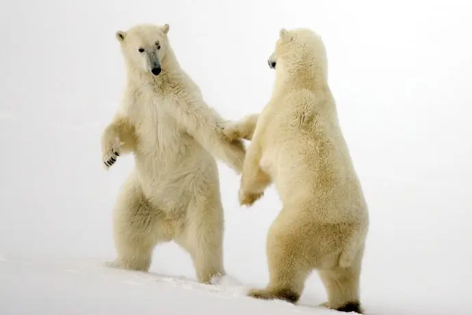 oso oso