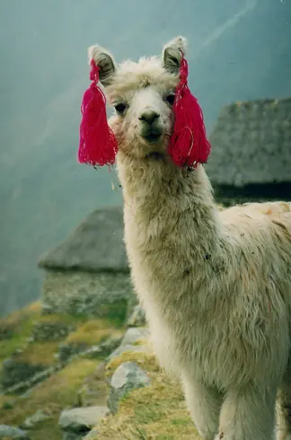 palomas