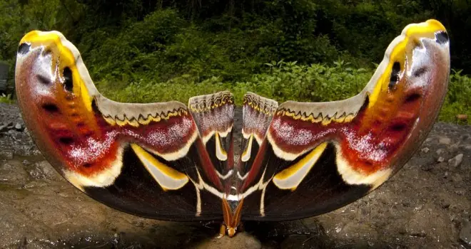 La Mariposa mas grande del mundo!!!
