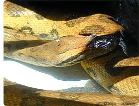 maravillas maravillas