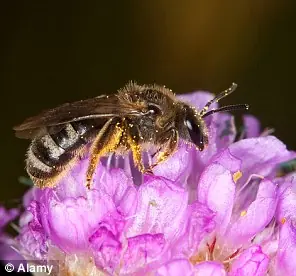 científico es picado por 150 insectos