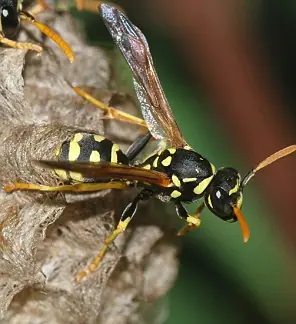 insectos