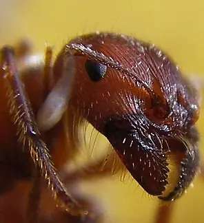 científico es picado por 150 insectos