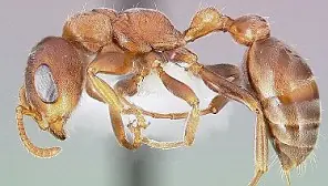lo