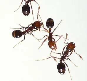 cientifico
