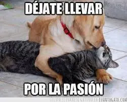 memes