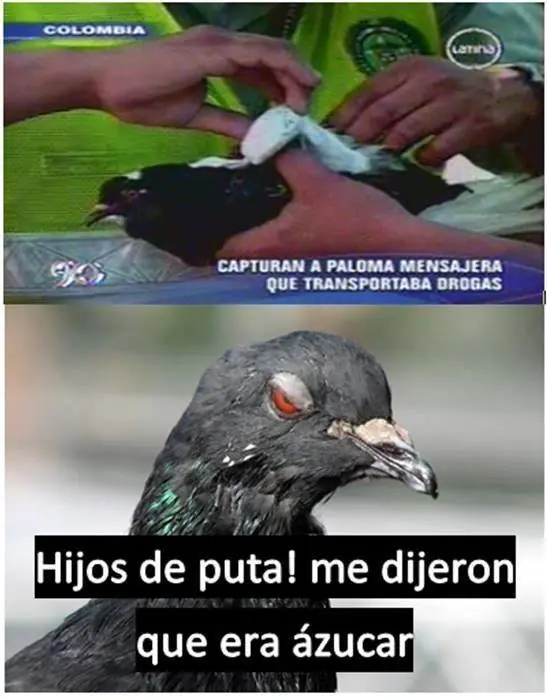 memes