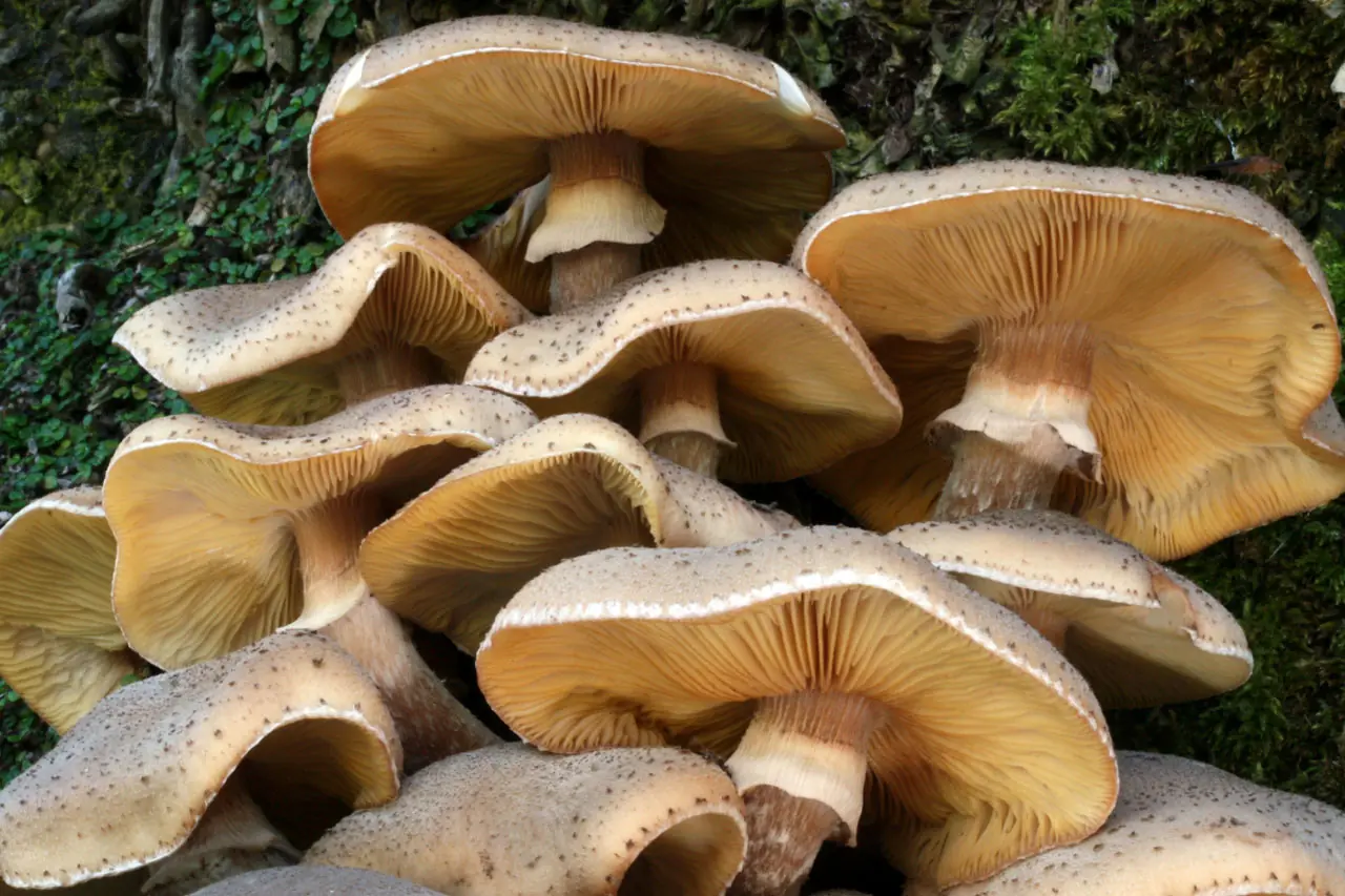 armillaria mellea