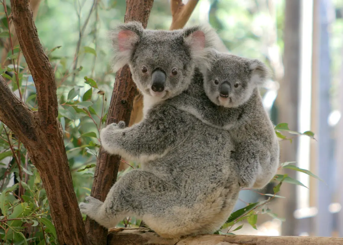 Australia abandona la protección del Koala.