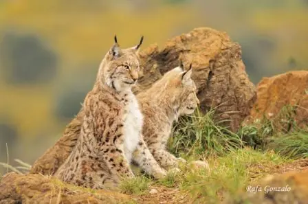 Felinos