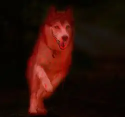 miedo