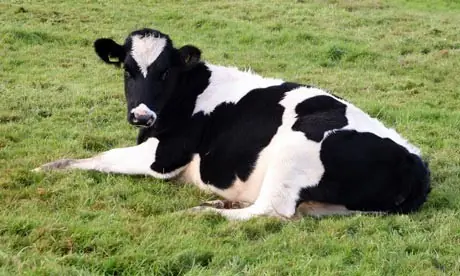 16 Mitos ridículos sobre animales que debes dejar de creer
