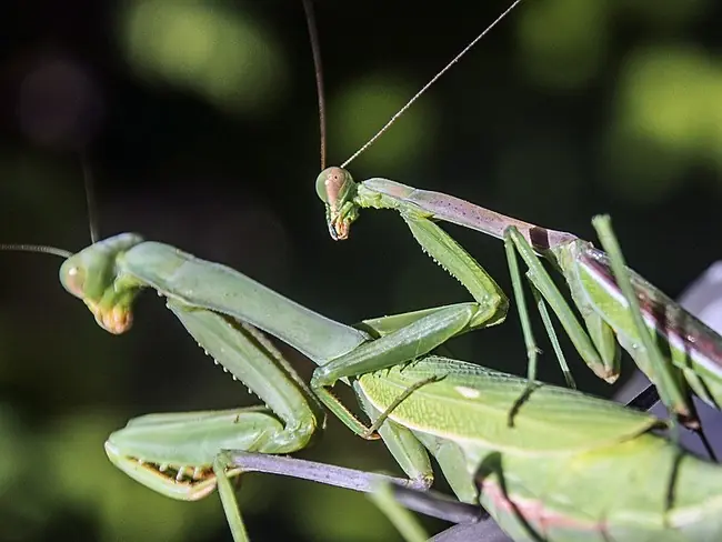 16 Mitos ridículos sobre animales que debes dejar de creer