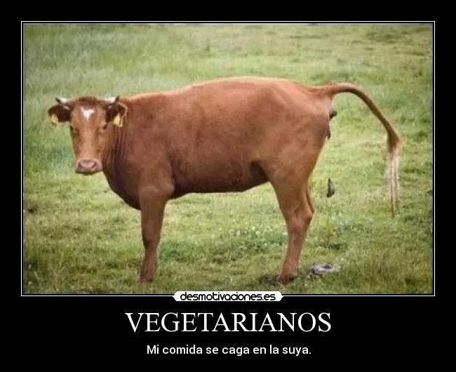 Domingo de asadito vegetariano.