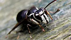 lo