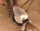Gifs Sueltas Muy Seltas